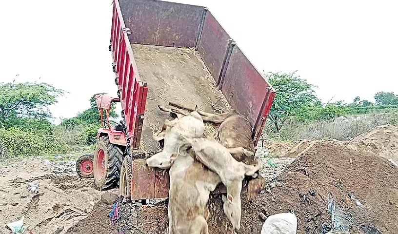 వేములవాడ రాజన్న ఆలయ కోడెల మృత్యుఘోష!